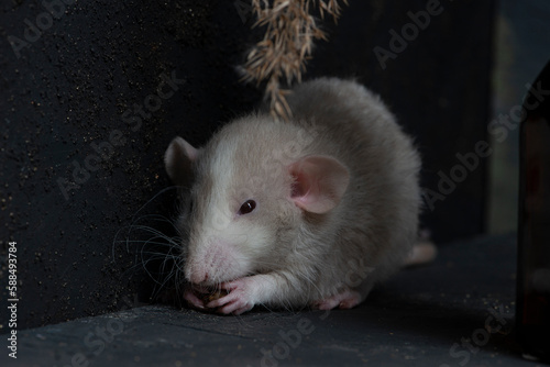 studio, domestic, white, rodent, cute, pet, tail, rat, young, animal, fluffy, mouse, funny, small, nose, hairy, mammal, fur, background, closeup, pest, isolated, paw, curiosity, hair, shot, little, wh