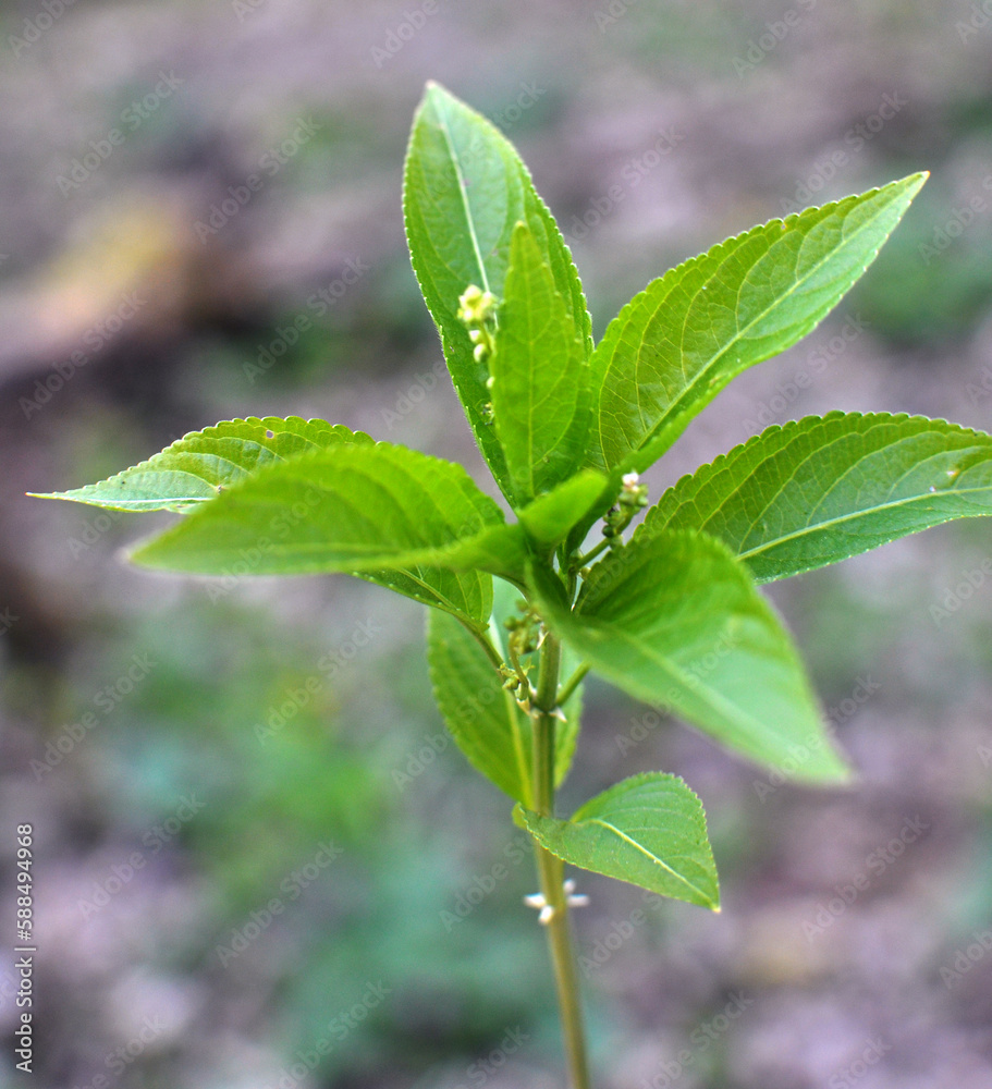 In the spring, Mercurialis perennis grows in the forest In the spring, Mercurialis perennis grows in the forest