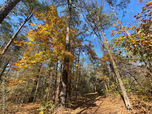 Old Trace on the Natchez Trace parkway. Trail was created and used by Native Americans for centuries, and was later used by early European and American explorers, traders, and emigrants. Fall colors. 