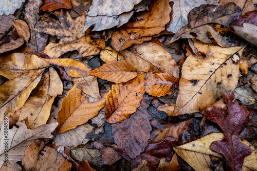Leaves from maple, hickory, oak and other hardwood trees on the forest floor along Natchez Trace Scenic Trail. 