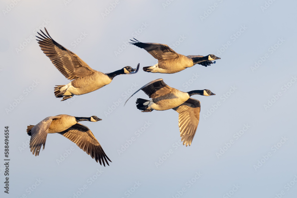 Flock of Canada Geese Flying in formation Flock of Canada Geese Flying in formation