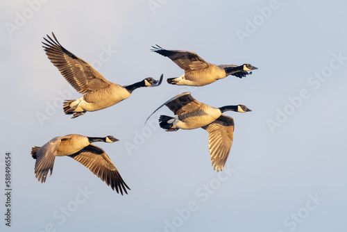 Flock of Canada Geese Flying in formation