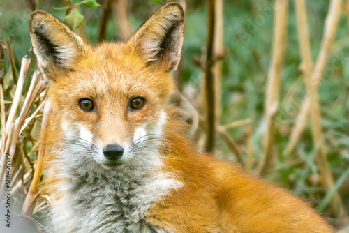 Close up portrait of a Red Fox