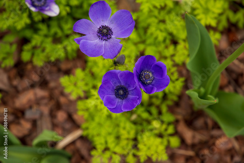 Bilde på lerret beautiful deep purple Anemone de Caen Mr
