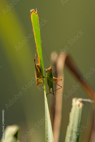 Katydid in Tall Grass photo