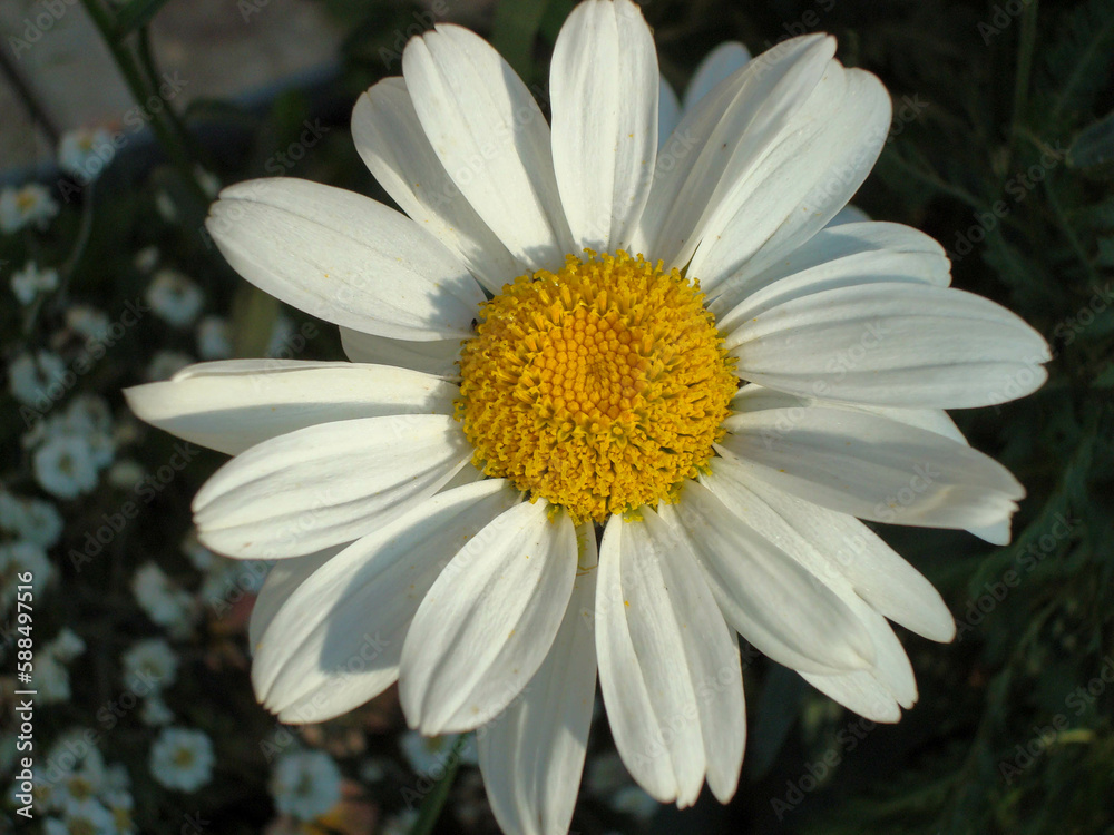 Fototapeta premium Chamomile summer macro flower