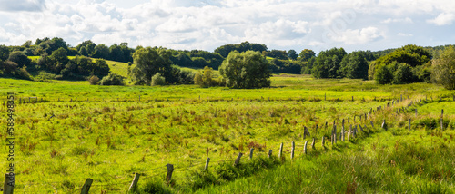 pasture on a gently rolling landscape with bushes and trees in the background