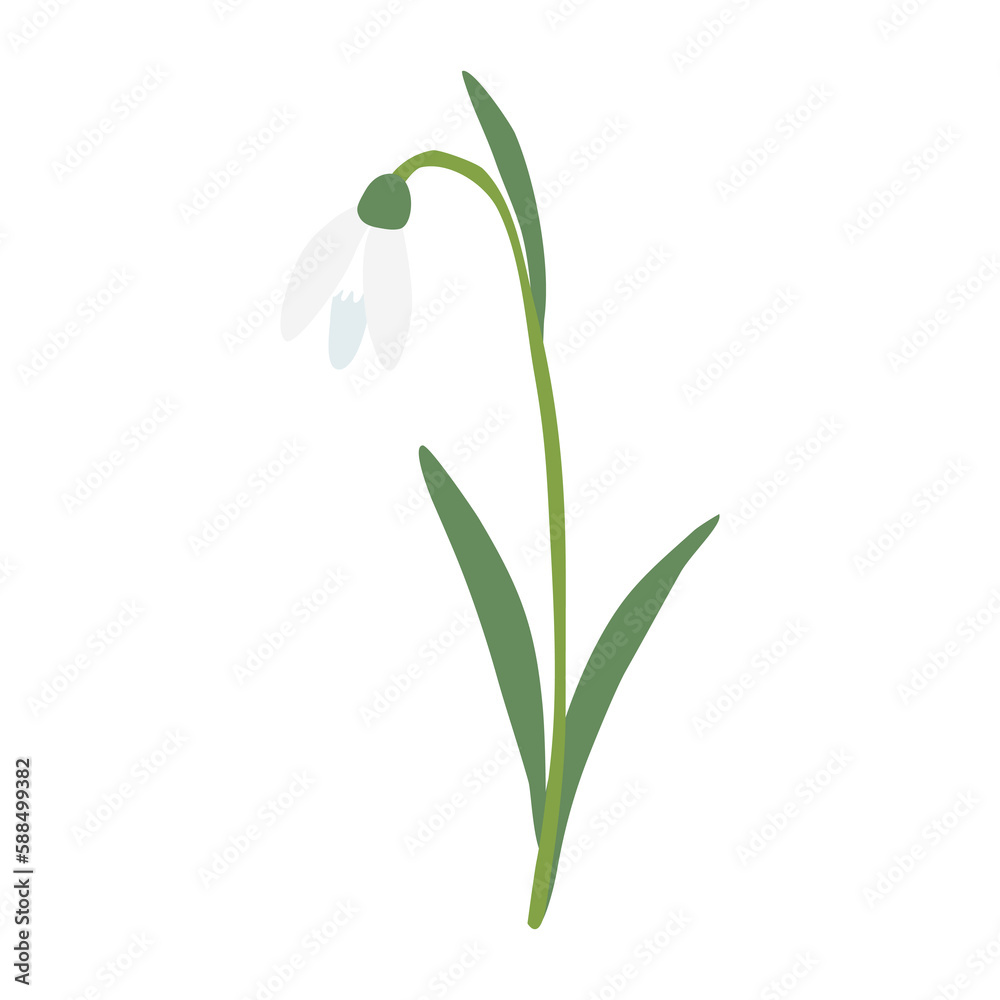 Leaning snowdrop spring flower, isolated on white background, vector