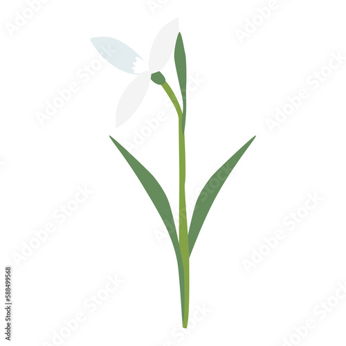 Raising snowdrop spring flower  open bud  isolated on white background  vector