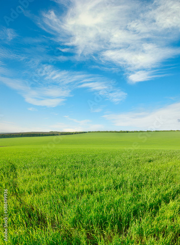 Green wheat field and bright sky.
