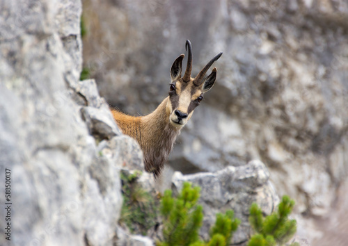 Mountain chamois (Rupicapra rupicapra) in the wild in the Austrian mountains . Taken in the Austrian Alps.