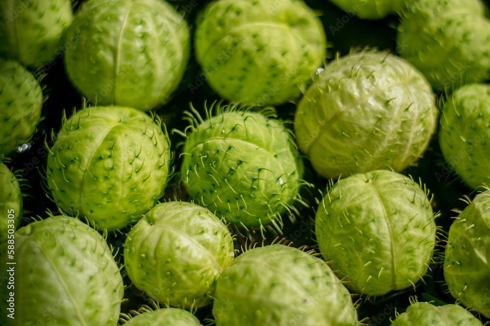 Fototapeta premium wild cucumber, prickly cucumber or bur cucumber (lobata de Echinocystis)
