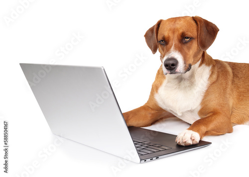 Isolated dog using computer paws on keyboard. Serious puppy dog working on laptop while looking at camera. Pets and technology for working, shopping, team meeting or training concept. Selective focus. © Petra Richli