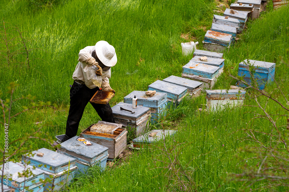 Close-up of a beekeeper holding a honeycomb full of bees. Beekeeping. Close-up of a beekeeper holding a honeycomb full of bees. Beekeeping.