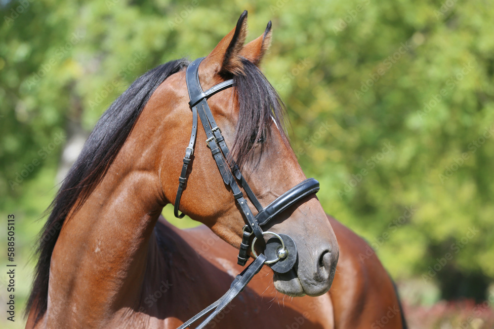 Obraz premium Headshot of a purebred horse against natural background at rural ranch on horse show summertime outddors