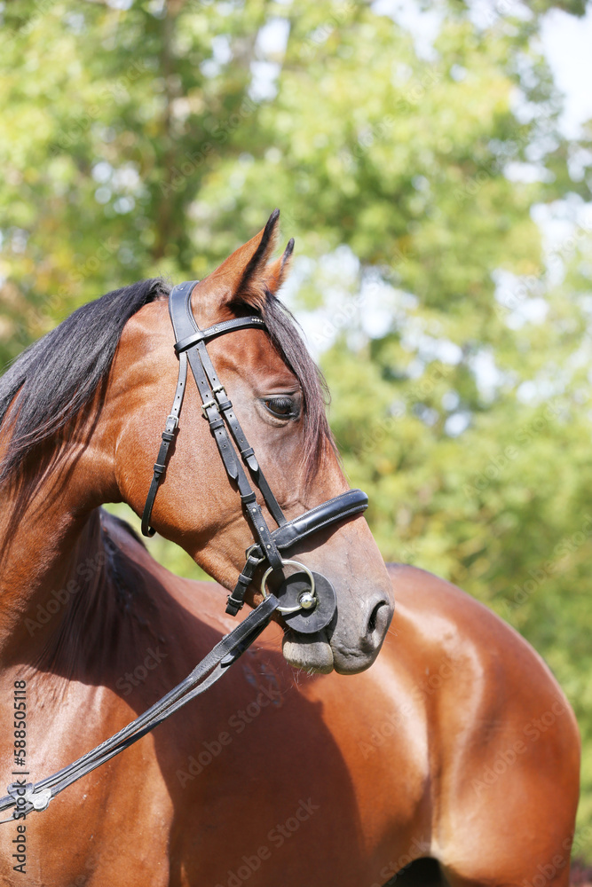 Obraz premium Headshot of a purebred horse against natural background at rural ranch on horse show summertime outddors