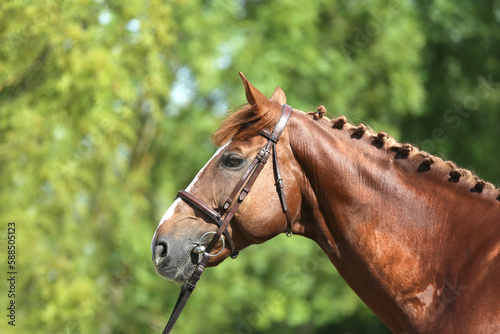  Headshot of a purebred horse against natural background at rural ranch on horse show summertime outddors