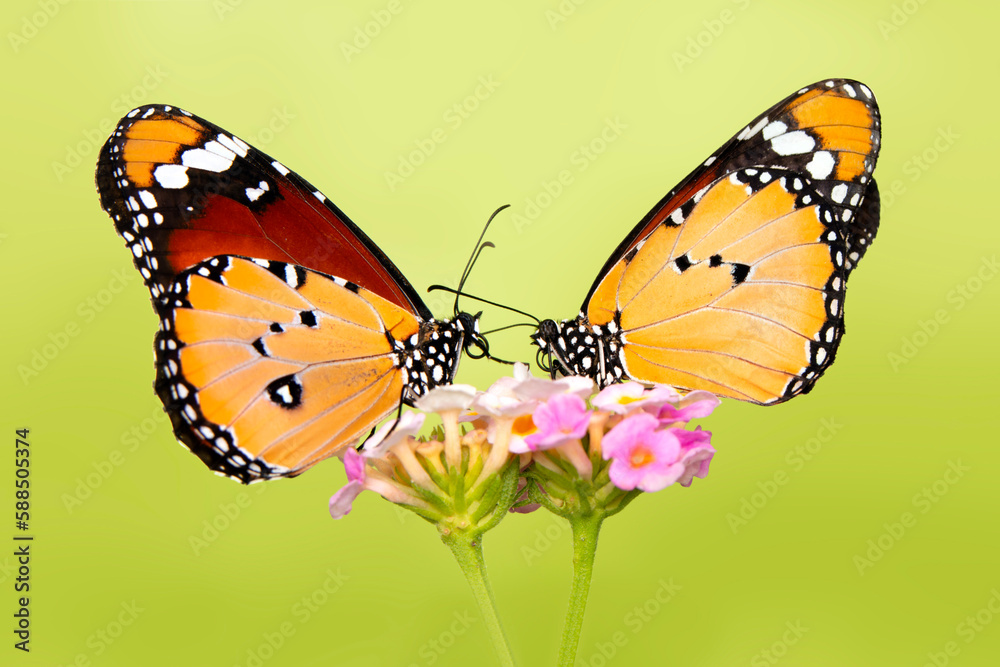 Fototapeta premium Macro shots, Beautiful nature scene. Closeup beautiful butterfly sitting on the flower in a summer garden.