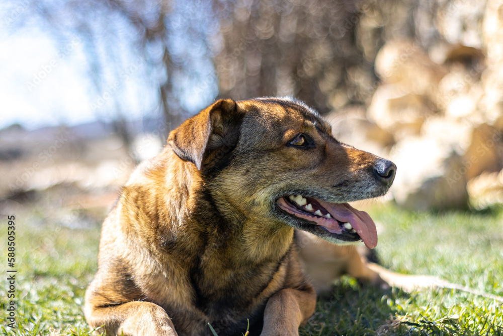 portrait of a brown dog with its tongue out lying on the grass in the sun
