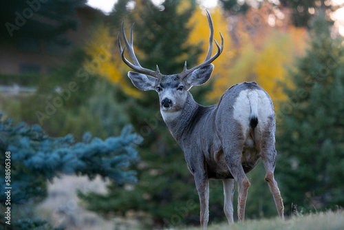 Tableau sur toile mule deer no. 5