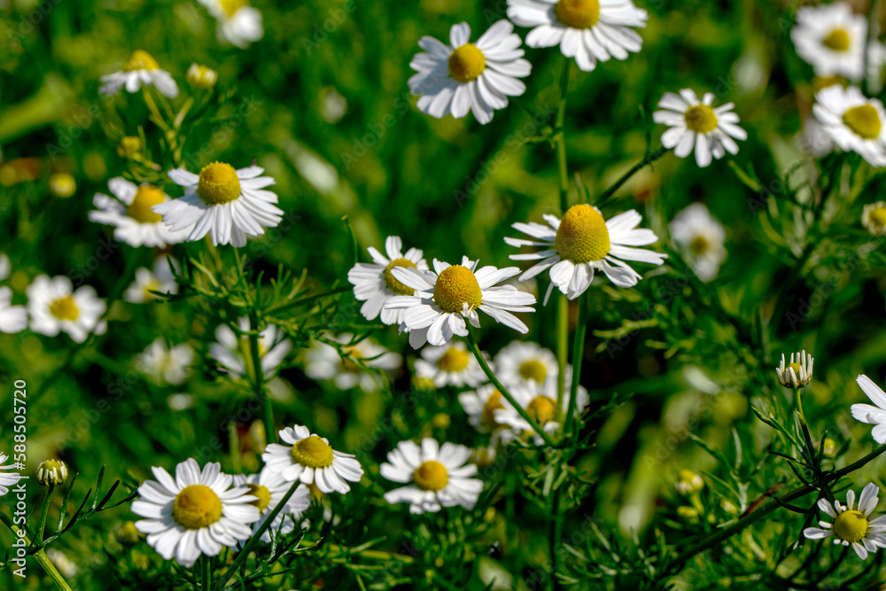 Close up beautiful Macro shot of field flowers 

