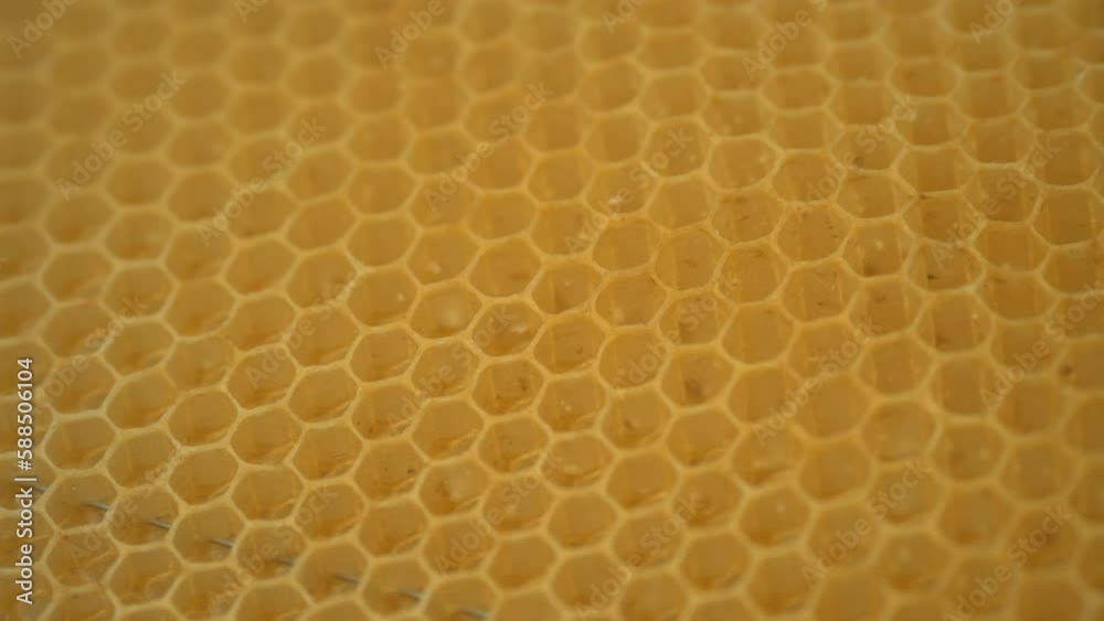 Honeycombs and bees. At the apiary. Honeycombs and bees. At the apiary.