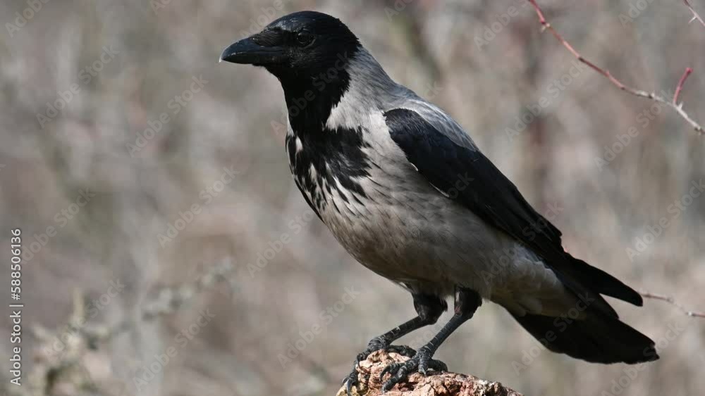 Bird Hooded Crow Corvus cornix in the wild. Bird Hooded Crow Corvus cornix in the wild.