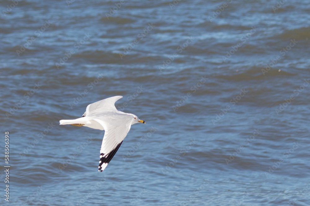 This pretty shorebird was flying through the air as I took this picture. The beautiful grey and white wings stretched out to soar. These seagulls are a typical trademark of the beach. This pretty shorebird was flying through the air as I took this picture. The beautiful grey and white wings stretched out to soar. These seagulls are a typical trademark of the beach.