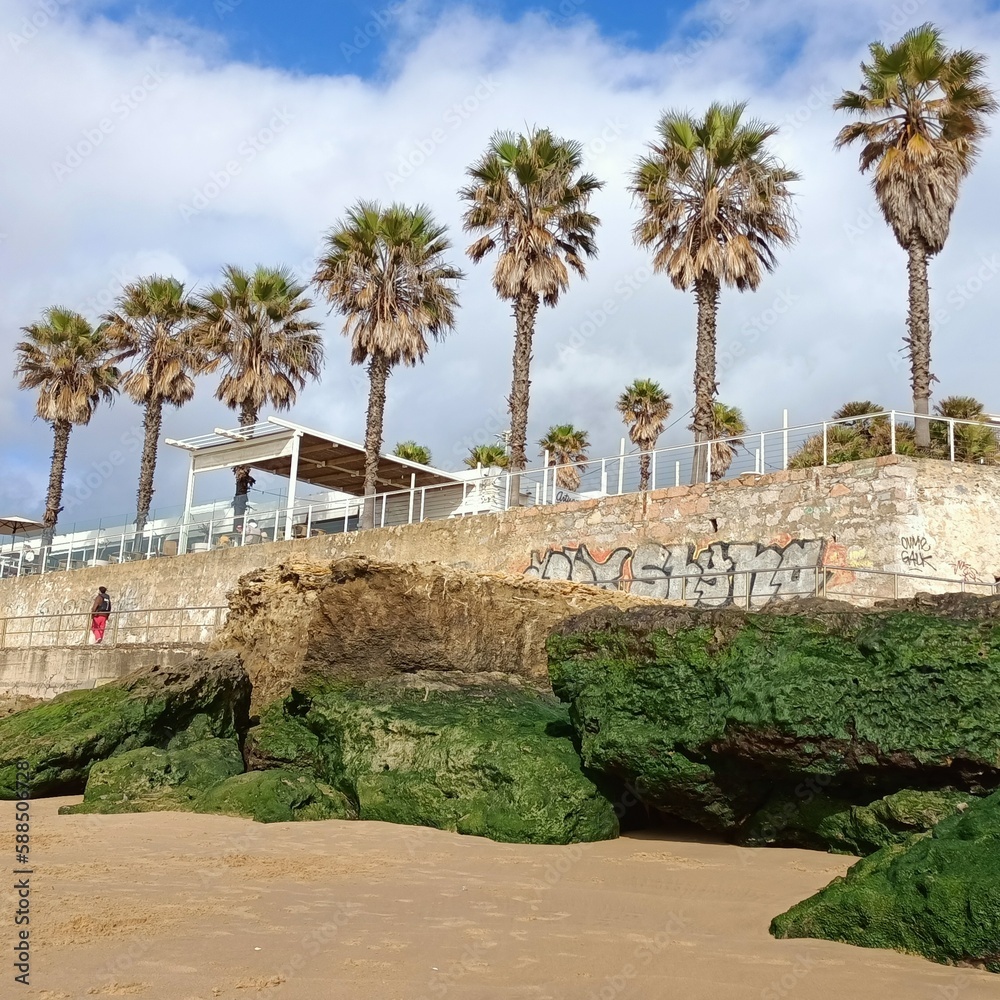 Palm trees grow on the beach near Lisbon in Portugal near the rocky coastline - Praia de Carcavelos