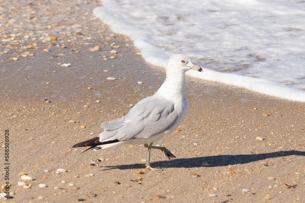 This pretty little seagull bird stood here by the water at the beach just posing the picture to be taken. I love the white and grey of the feathers and the look of attitude in his eyes. This pretty little seagull bird stood here by the water at the beach just posing the picture to be taken. I love the white and grey of the feathers and the look of attitude in his eyes.