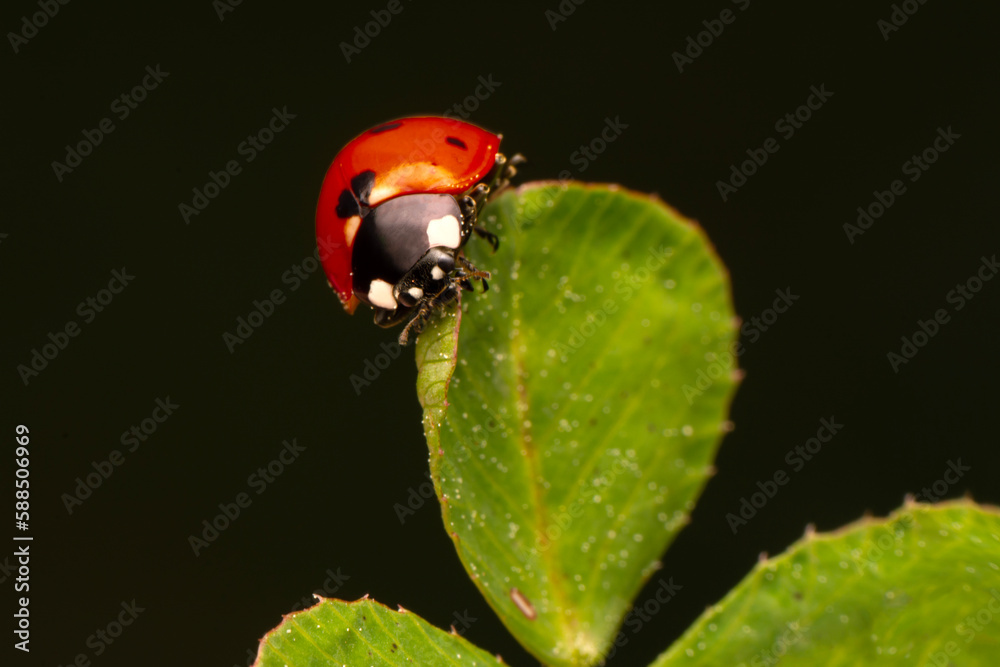 Macro shots, Beautiful nature scene. Beautiful ladybug on leaf defocused background Macro shots, Beautiful nature scene. Beautiful ladybug on leaf defocused background