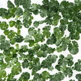 Plants In White Background 