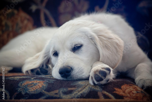 golden retriever puppy sleeping