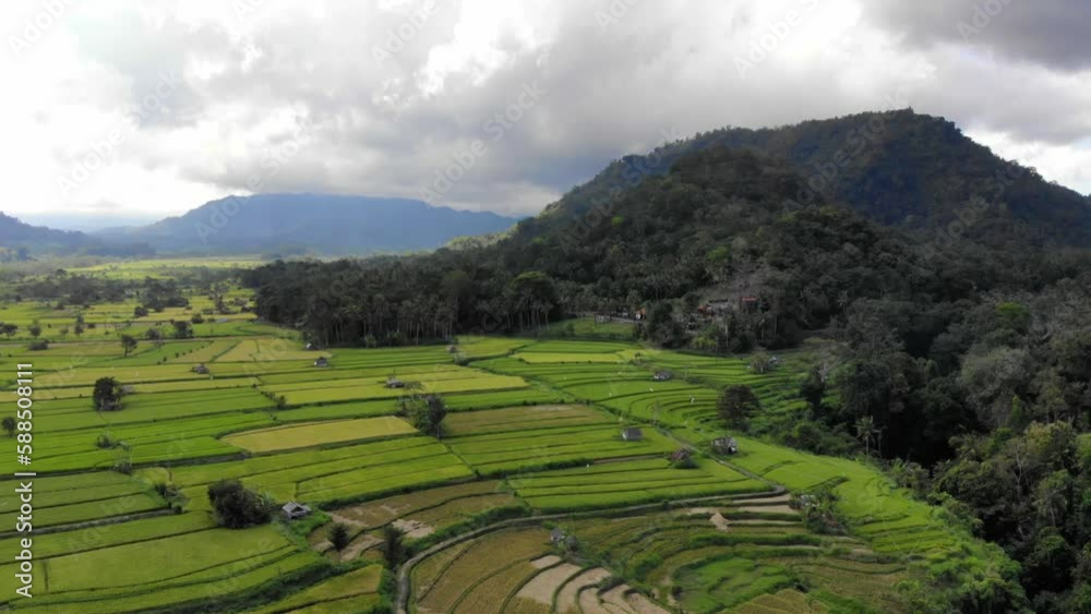 drone fly over big rice terraces and fields in northern Bali