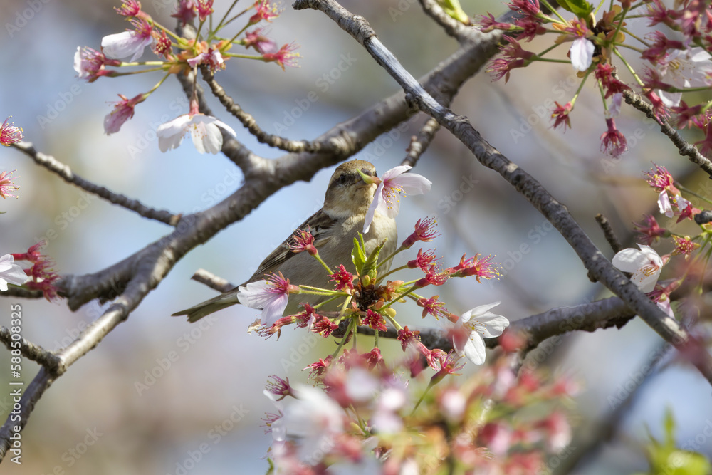 葉桜とニュウナイスズメ