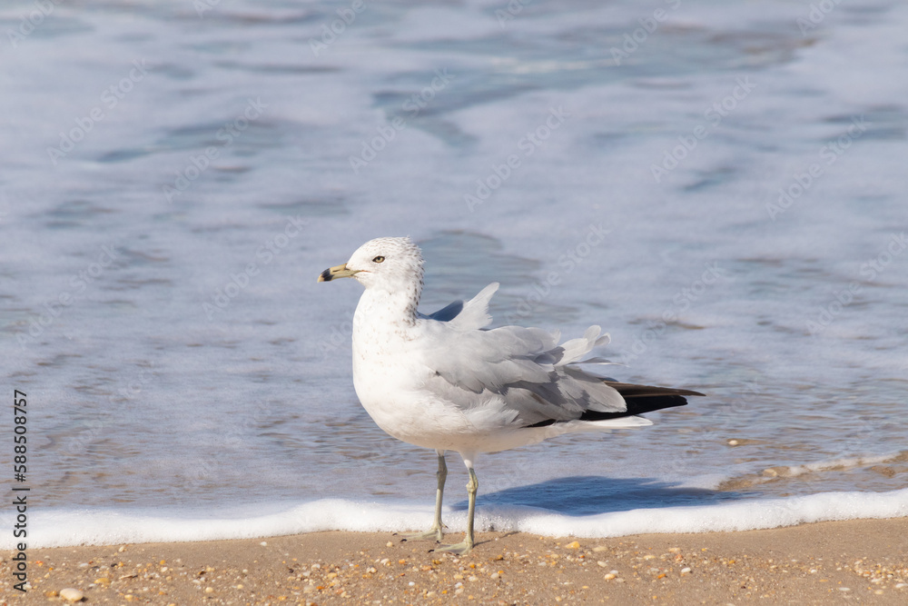 This pretty little seagull bird stood here by the water at the beach just posing the picture to be taken. I love the white and grey of the feathers and the look of attitude in his eyes. This pretty little seagull bird stood here by the water at the beach just posing the picture to be taken. I love the white and grey of the feathers and the look of attitude in his eyes.