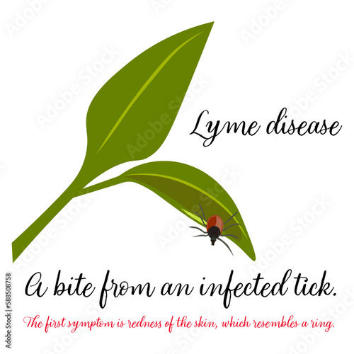 Brown black tick. Large green leaves. White background. Text: Lyme disease, A bite from an infected tick, The first symptom is redness of the skin, which resembles a ring. 