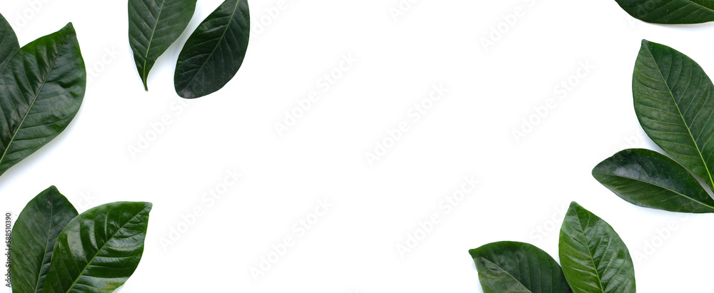 Frame made of green leaves of cape jasmine or garden gardenia, gerdenia flower