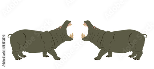 Hippopotamus open jaws hippo fight with male opponent for mating vector illustration isolated on white background. Big scary animal from Africa. Wild superior animal symbol. Fat angry beast battle.