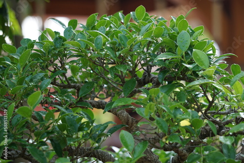 The bonsai of Ficus microcarpa (Ficus malacocarpa, Chinese banyan, Malayan banyan, Indian laurel, curtain fig, gajumaru, Kimeng). This plant is traditionally used against pain and fever photo