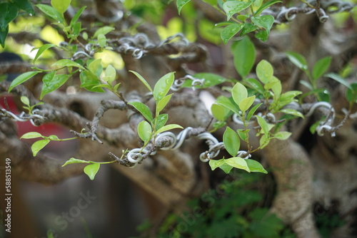 The bonsai of Ficus microcarpa (Ficus malacocarpa, Chinese banyan, Malayan banyan, Indian laurel, curtain fig, gajumaru, Kimeng). This plant is traditionally used against pain and fever photo