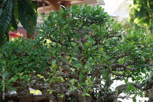 The bonsai of Ficus microcarpa (Ficus malacocarpa, Chinese banyan, Malayan banyan, Indian laurel, curtain fig, gajumaru, Kimeng). This plant is traditionally used against pain and fever photo