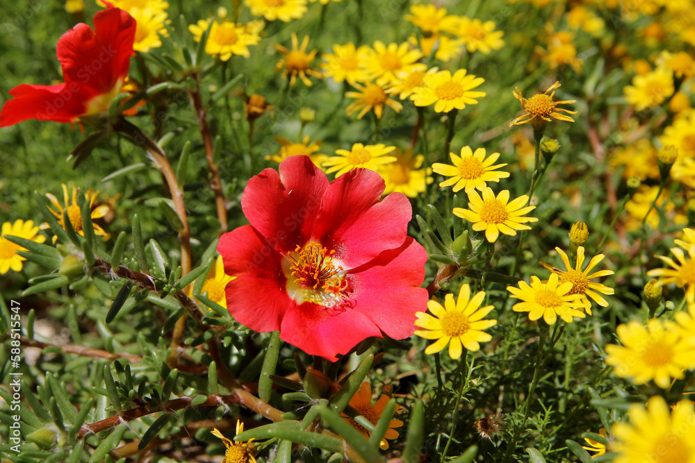 Purslane flower, natural background. Red flower in the garden. Close-up Purslane flower, natural background. Red flower in the garden. Close-up