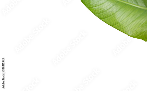 Cropped textured leaf 