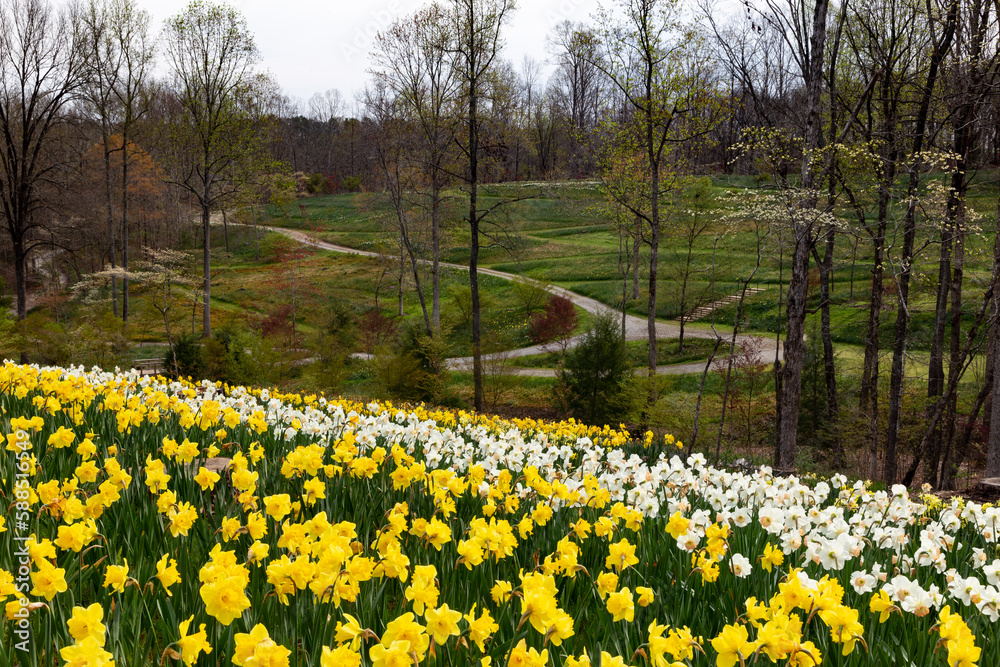 Obraz premium Spring in bloom with daffodils, dogwoods and red maples at Gibbs Gardens in Georgia.