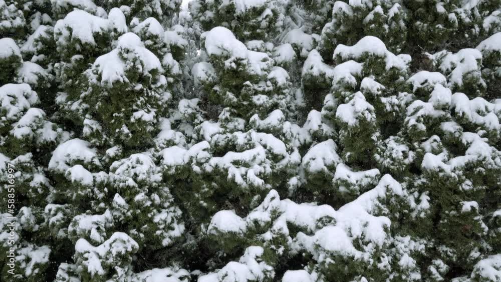 Observation of very intense snowfall in coniferous forest Observation of very intense snowfall in coniferous forest