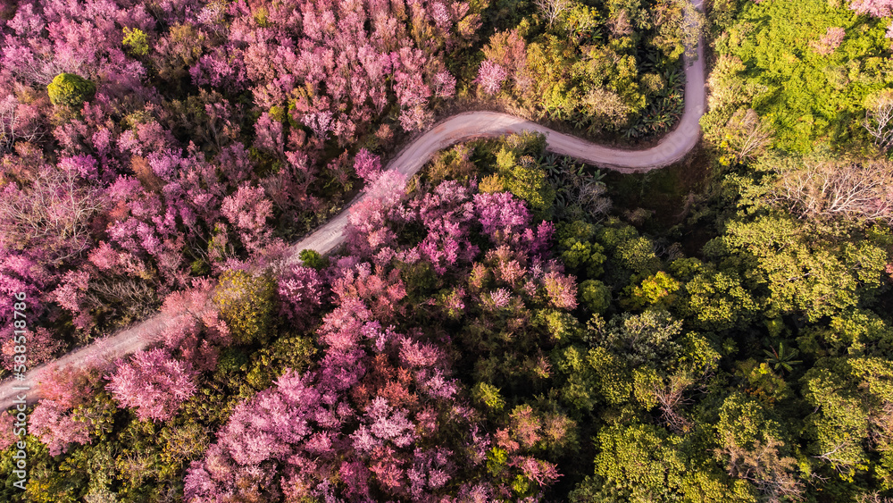 Aerial view of landscape  Beautiful Wild Himalayan Cherry Blooming pink Prunus cerasoides flowers