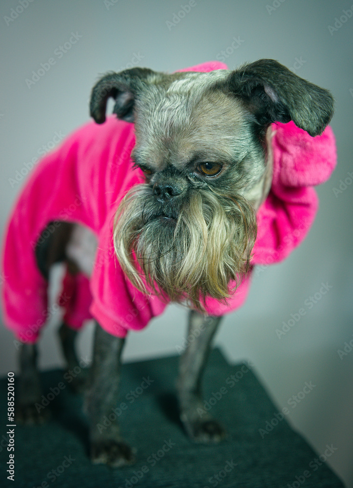 Dog close-up. The muzzle of a Belgian Griffon breed dog. A dog in a pink jumpsuit. Studio photo of a dog with a short nose and long ears. Dog close-up. The muzzle of a Belgian Griffon breed dog. A dog in a pink jumpsuit. Studio photo of a dog with a short nose and long ears.