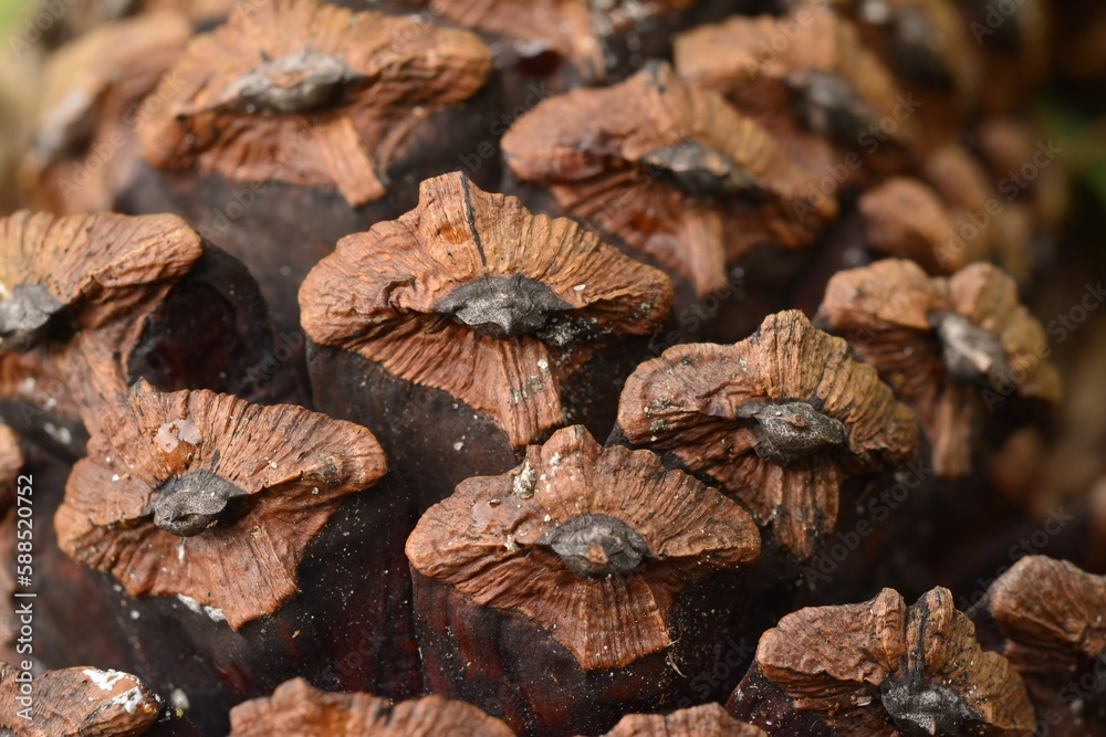 Pine cone close-up Pine cone close-up