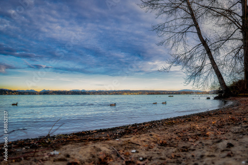 ducks on the lake